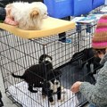 Akcija udomljavanja pasa iz novosadskog prihvatilišta u subotu na "Zimzolendu"