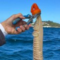Misteriozno stvorenje otkriveno u vodama Australije: Ribari su zbunjeni, a da li vi znate šta je ovo?
