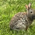 Ne prilazite im! Strašne fotografije "Frankenštajn zečeva" sa pipcima i rogovima šokirale javnost