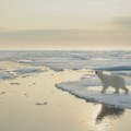 Kako polarni medvedi prkose predviđanjima o klimatskim promenama