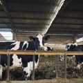 Nove cene na stočnim pijacama: Evo gde su poskupeli jagnjad i prasad, a gde cene padaju