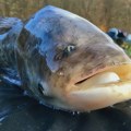 "Grdosija": Nišlija ulovio tolstolobika teškog skoro 50 kilograma, borba trajala 15 minuta
