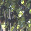 Karlovčani se spremaju za Grožđebal! Vinogradi za brigu, rod nešto manji ali kvalitet obećava. Krenula berba grožđa u Sremskim…