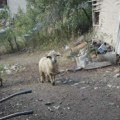 Na svrljiškim pašnjacima opstaje rasa koja je deo tradicije ovog kraja