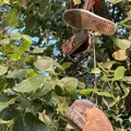 Neobičan prizor u parku Stare patike vise na granama, nisu u pitanju lokalni dileri droge, već pozitivna simbolika (Foto)