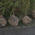 Umesto seče četinara - odgovoran izbor: "Zelenilo Beograd" promoviše kupovinu jelki sa busenom i njihovu sadnju