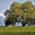 Evo kada stiže razvedravanje: U Srbiji danas oblačno, temperatura do 24 stepena