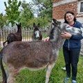Ugledno seosko domaćinstvo za primer: Farma magarića i koza u Kukljinu, jedna od retkih u Srbiji