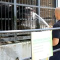 Neobični načini rashlađivanja životinja u Zoo vrtu: Evo šta rade hranitelji kad stigne vrelina