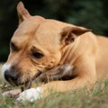 Drama na Bežanijskoj kosi! Pas pronašao bombu u dvorištu, pa uradio nešto neverovatno