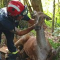 Spasena iz vatrenog pakla Peščare: Srušila se iscrpljena i krvava, u pomoć joj pritekli Bane, Miroslav i Marko