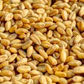 Mađarska će zabraniti uvoz ukrajinskog žita