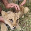 Mala lavica u zoološkom vrtu Palić već četvrti dan u kritičnom stanju Dehidrirana, slaba i neuhranjena