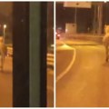 Kod ade je nekome pobegao konj, kaska ka Novom Beogradu Hit scena snimljena u Beogradu (video)
