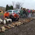 (Foto) pre zatvaranja lova na predatore u Dolovu palo 12 lisica i šest šakala!