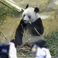 "Bambusovi medvedi" će spasiti svet: Kina i Amerika ipak sarađuju, dve pande stižu u San Dijego