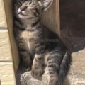 (Video) Mače zasmejalo pola Srbije Spokojno spavalo na suncu, a onda...