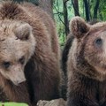 Hitno upozorenje za građane! Viđena mečka sa tri mečeta na Tari - ovo nikako ne radite!
