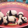 Bebe pande debitovale na televiziji: Slave kinesku Novu godinu na najslađi mogući način (video)