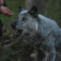 Preminuo čuveni španski "dečak vuk": Njegova priča i dalje zvuči neverovatno, a do kraja života je imao jedan cilj među ljudima…