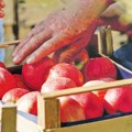 Crvljive jabuke i kvrgavo voće nisu organski proizvodi