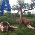 Horor na Žabljaku: Grom udario i na licu mesta usmrtio čak pet krava