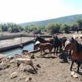 Stigla vode do Suve planine. Vojska Srbije i Grad Niš pritekli u pomoć žednim životinjama