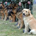 Dojče vele: U Srbiji se prodaju za 500 dinara, a šta Nemci rade sa ostarelim vojnim psima?
