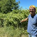 Kašljao, kijao, pa mu prekipelo: Slavko iz Ljubića ručno čupa korov na svom i komšijskim imanjima