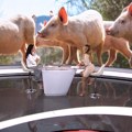Ivanjac: Tri žarišta afričke kuge svinja u Srbiji, potrebno odmah obavestiti veterinara