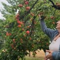 Ljubinkin domaći džem od kajsija nadaleko je poznat! Godina nikad rodnija pa je rešila da dobro popuni špajz, evo recepta i…