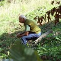 Evo kako se seče drvo Seča šuma odnese na desetine života u Srbiji, gledati krošnju... (foto)