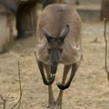 Australija u šoku: U vojnom kampu nađena tela 98 ubijenih kengura, optužena jedna osoba