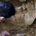 Veliko arheološko otkriće u Austriji: U polju pronađeni ogromni krugovi stariji od stounhendža i piramida u gizi
