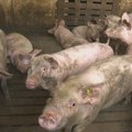 Ministarstvo predstavilo odgajivačima svinja planove za jačanje stočarstva u Srbiji