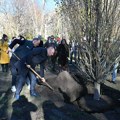 FOTO: Sadnjom 46 stabala na Novom naselju počela akcija "Sadimo sada za budućnost Novog Sada"