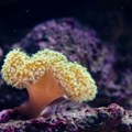 Da li je „vantelesna oplodnja za korale“ poslednja nada za spas koralnih grebena