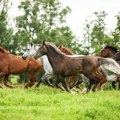 Na hipodromu u Kragujevcu uginulo pet konja zbog trovanja hranom: Veterinari se bore za život još 10 životinja