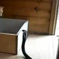 Snimljen okršaj mačke i kobre: Ovakav ishod niko nije očekivao, potpuno iznenađenje!