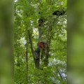 VIDEO: Paraglajderista spasen iz krošnje drveta kod Čačka