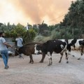 У шумском пожару у близини Измира изгорело све осим малог маслињака