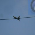 Bez struje u letvrtak 16 sela u opštini Vlasotince i pet oko Grdelice