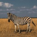 Zebra u beogradskom Zoo vrtu pobegla i povredila jedno dete i dvoje ljudi