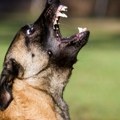 Napad na učenicu: Pas ujeo devojčicu (7) u školskom dvorištu u Boljevcima