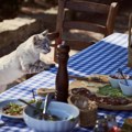 Vaša mačka stalno skače na sto? Veterinar otkriva šta zaista stoji iza tog ponašanja