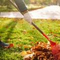 Zaboravite na grabuljanje i skupljanje jesenjeg lišća Postoji jednostavniji i korisniji način da sredite baštu