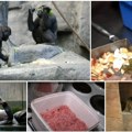 Supa od bundeve im je najomiljenija. Majmuni imaju najbolji apetit! Evo šta se od hrane priprema u kuhinji beogradskog…