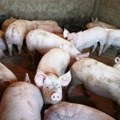 Zbog afričke kuge: U tri jagodinska sela eutanazirano oko 35 svinja i prasića, zatvorena stočna pijaca