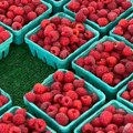 Spas za srpske voćare stiže iz Poljske: Mraz kod konkurencije diže cenu domaće maline?