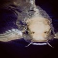 (Foto) Miki ulovio soma u Tamišu, pa legao pored njega. Niko ne može da veruje kolika je rečna neman! Borba trajala pola sata…
